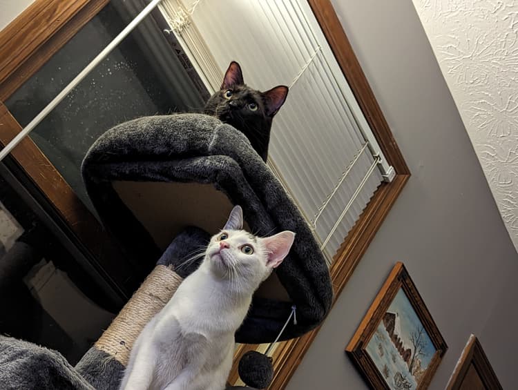 Jason's cats